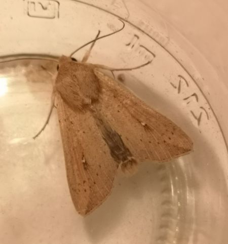 Mythimna unipuncta  - Françoise Rauzieres (TGB-SSNTG)