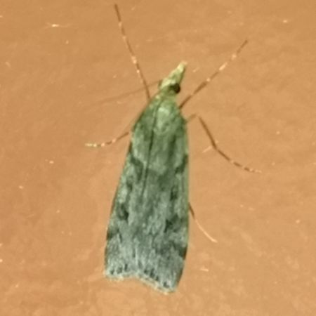 Eudonia angustea  - Françoise Rauzieres (TGB-SSNTG)