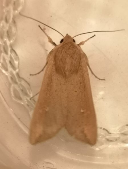 Mythimna unipuncta  - Françoise Rauzieres (TGB-SSNTG)