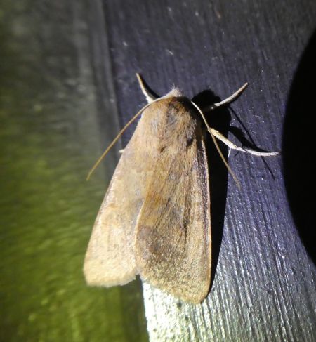 Agrochola helvola  - Françoise Rauzieres (TGB-SSNTG)