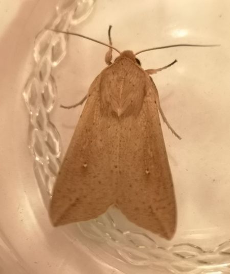 Mythimna unipuncta  - Françoise Rauzieres (TGB-SSNTG)