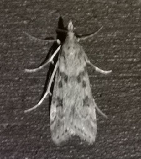 Eudonia angustea  - Françoise Rauzieres (TGB-SSNTG)