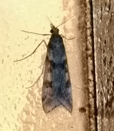 Eudonia angustea  - Françoise Rauzieres (TGB-SSNTG)