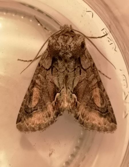 Allophyes oxyacanthae  - Françoise Rauzieres (TGB-SSNTG)