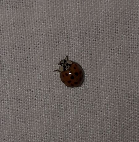 Coccinelle asiatique  - Sylvain Lethuillier