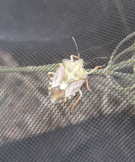 Carpocoris purpureipennis  - Sylvain Lethuillier
