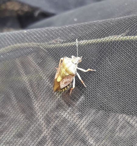 Carpocoris purpureipennis  - Sylvain Lethuillier