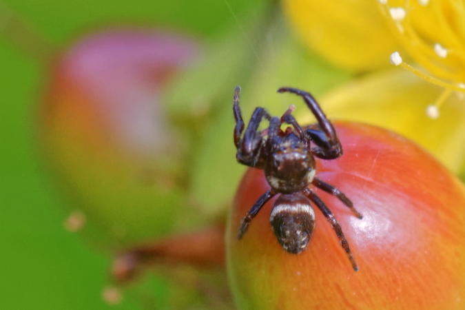 Macaroeris nidicolens  - Bernard Nogues