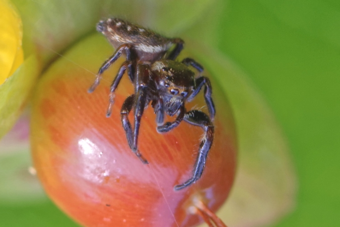 Macaroeris nidicolens  - Bernard Nogues