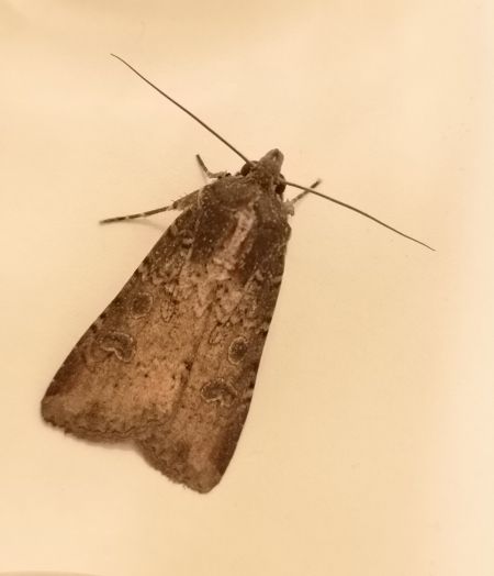 Noctuelle des moissons  - Françoise Rauzieres (TGB-SSNTG)