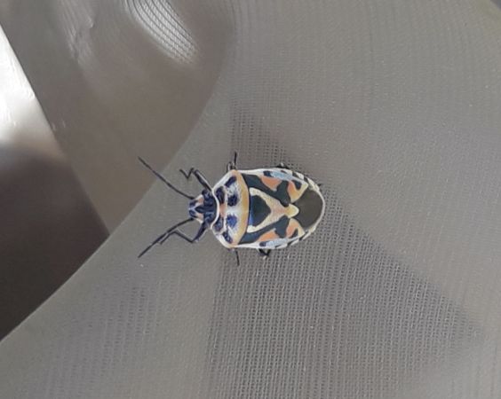 Eurydema ornata  - Sylvain Lethuillier
