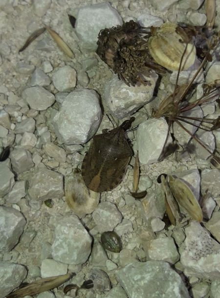 Eurygaster testudinaria  - Sylvain Lethuillier
