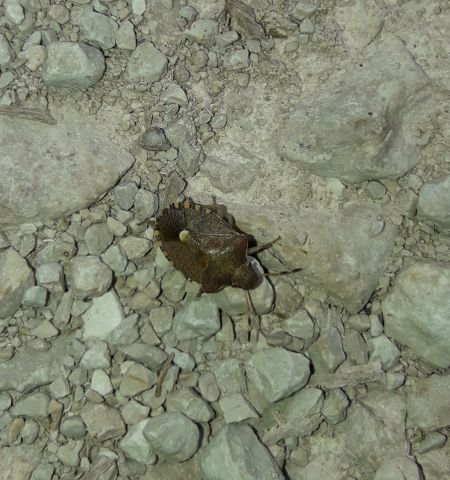 Peribalus strictus vernalis  - Sylvain Lethuillier