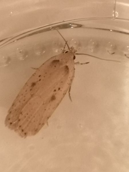Agonopterix yeatiana  - Françoise Rauzieres (TGB-SSNTG)
