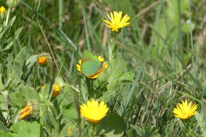 Green Hairstreak  - Françoise Rauzieres (TGB-SSNTG)