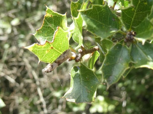 Tortricodes alternella  - Françoise Rauzieres (TGB-SSNTG)