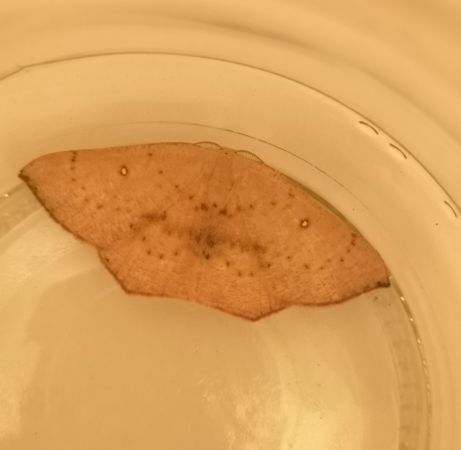 Cyclophora puppillaria  - Françoise Rauzieres (TGB-SSNTG)