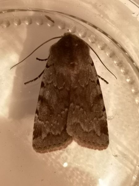 Cerastis rubricosa  - Françoise Rauzieres (TGB-SSNTG)