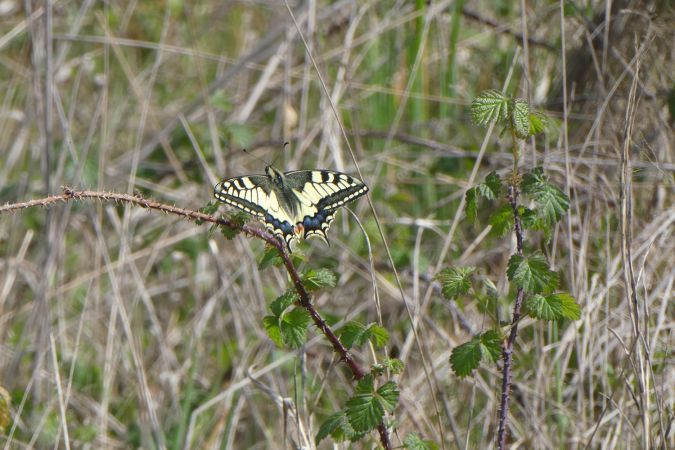 Machaon  - Françoise Rauzieres (TGB-SSNTG)