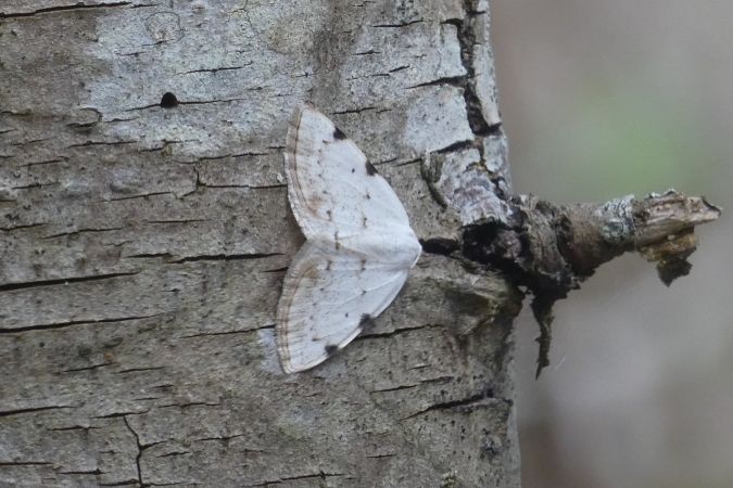 Lomographa bimaculata  - Françoise Rauzieres (TGB-SSNTG)