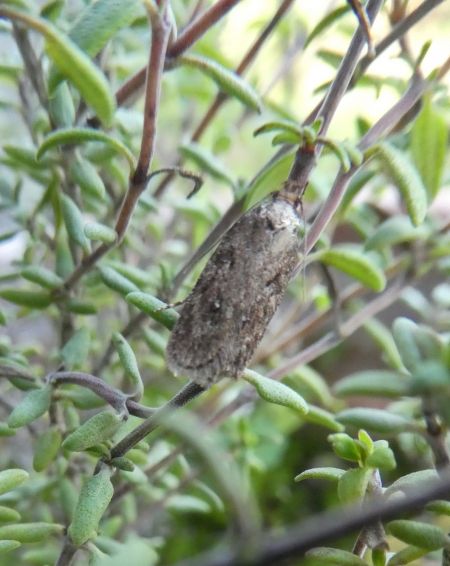 Depressaria albipunctella  - Françoise Rauzieres (TGB-SSNTG)