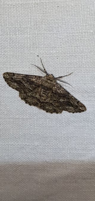 Synopsia sociaria  - Melchior Viallet