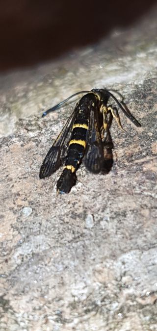 Synanthedon loranthi  - Melchior Viallet