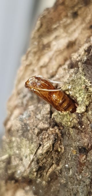 Synanthedon loranthi  - Melchior Viallet