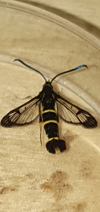 Synanthedon loranthi  - Melchior Viallet