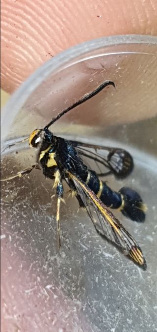 Synanthedon loranthi  - Melchior Viallet