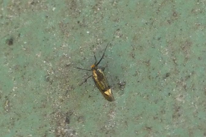 Esperia sulphurella  - Françoise Rauzieres (TGB-SSNTG)