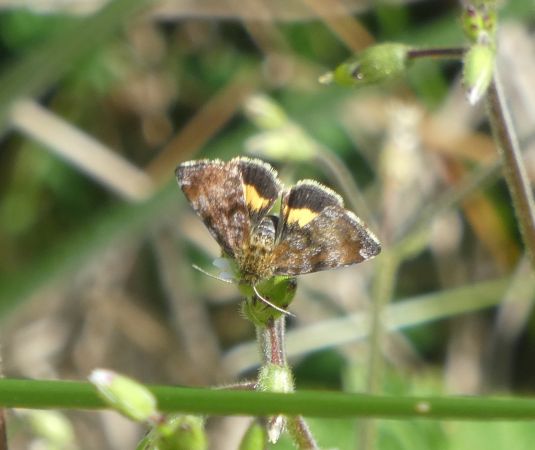 Panemeria tenebrata  - Françoise Rauzieres (TGB-SSNTG)