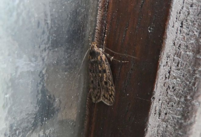Hofmannophila pseudospretella  - Françoise Rauzieres (TGB-SSNTG)