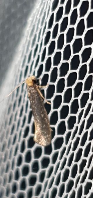 Monopis imella  - Melchior Viallet