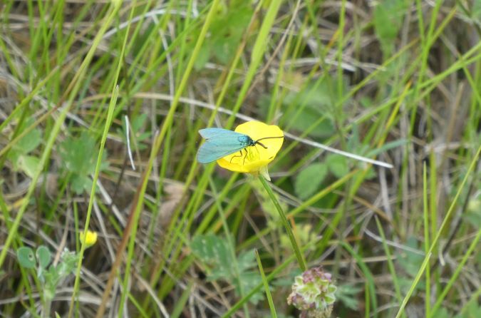 Adscita sp.  - Françoise Rauzieres (TGB-SSNTG)