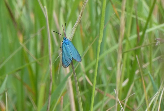 Adscita sp.  - Françoise Rauzieres (TGB-SSNTG)
