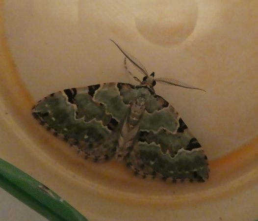 Colostygia pectinataria  - Françoise Rauzieres (TGB-SSNTG)