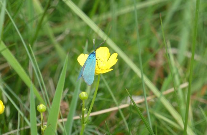 Adscita sp.  - Françoise Rauzieres (TGB-SSNTG)