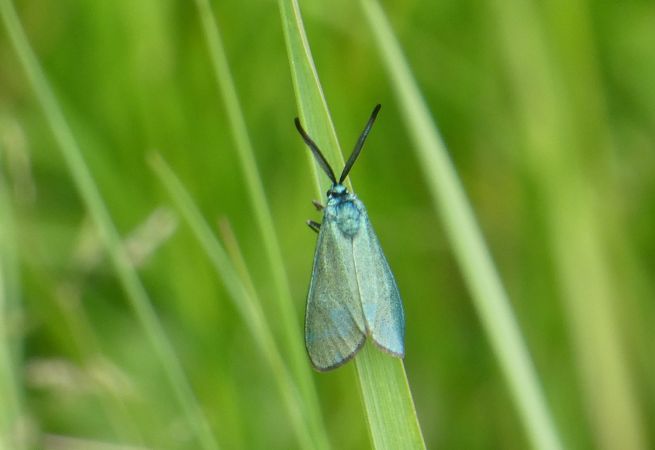 Adscita sp.  - Françoise Rauzieres (TGB-SSNTG)