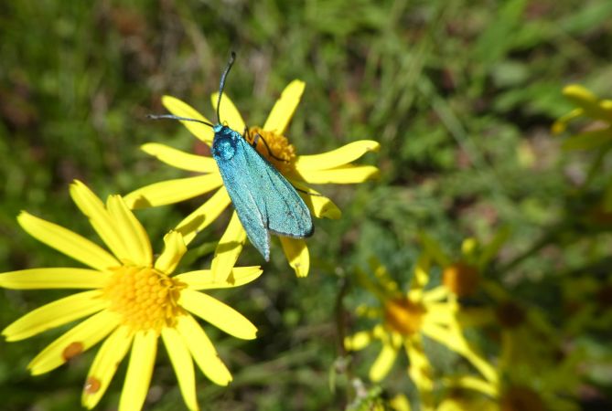 Adscita sp.  - Françoise Rauzieres (TGB-SSNTG)