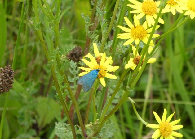 Adscita sp.  - Françoise Rauzieres (TGB-SSNTG)