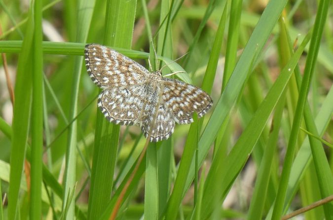 Scopula tessellaria  - Françoise Rauzieres (TGB-SSNTG)