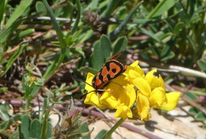 Zygène de la petite coronille  - Françoise Rauzieres (TGB-SSNTG)