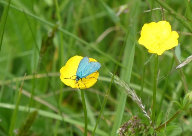 Adscita sp.  - Françoise Rauzieres (TGB-SSNTG)