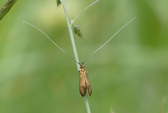 Adela sp.  - Françoise Rauzieres (TGB-SSNTG)