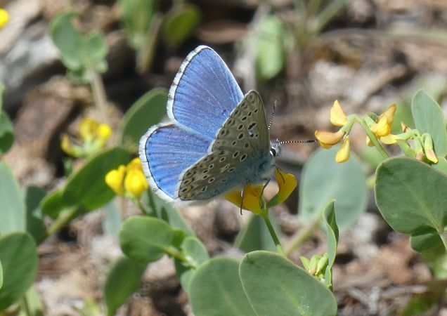 Azuré bleu céleste  - Françoise Rauzieres (TGB-SSNTG)