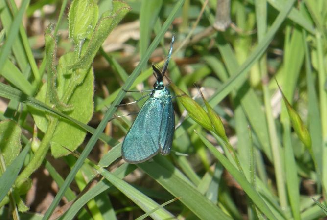 Adscita sp.  - Françoise Rauzieres (TGB-SSNTG)