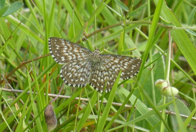 Scopula tessellaria  - Françoise Rauzieres (TGB-SSNTG)