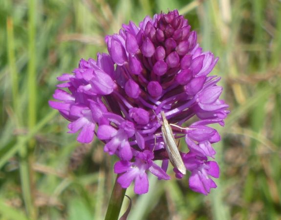Crambus sp.  - Françoise Rauzieres (TGB-SSNTG)