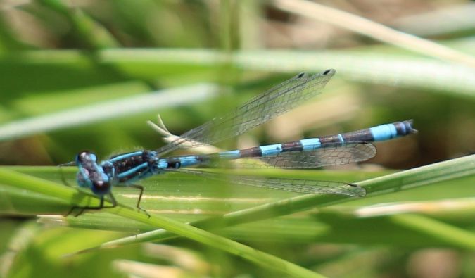 Agrion de Mercure  - Hugues Royer